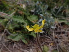 Ranunculus muelleri
