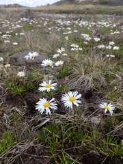 Brachyscome tadgellii