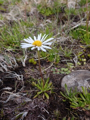 Brachyscome tadgellii