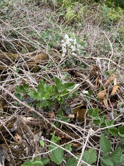 Olearia grandiflora