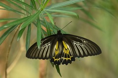 Troides minos