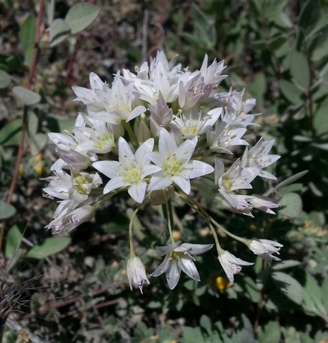 Allium fimbriatum var. purdyi