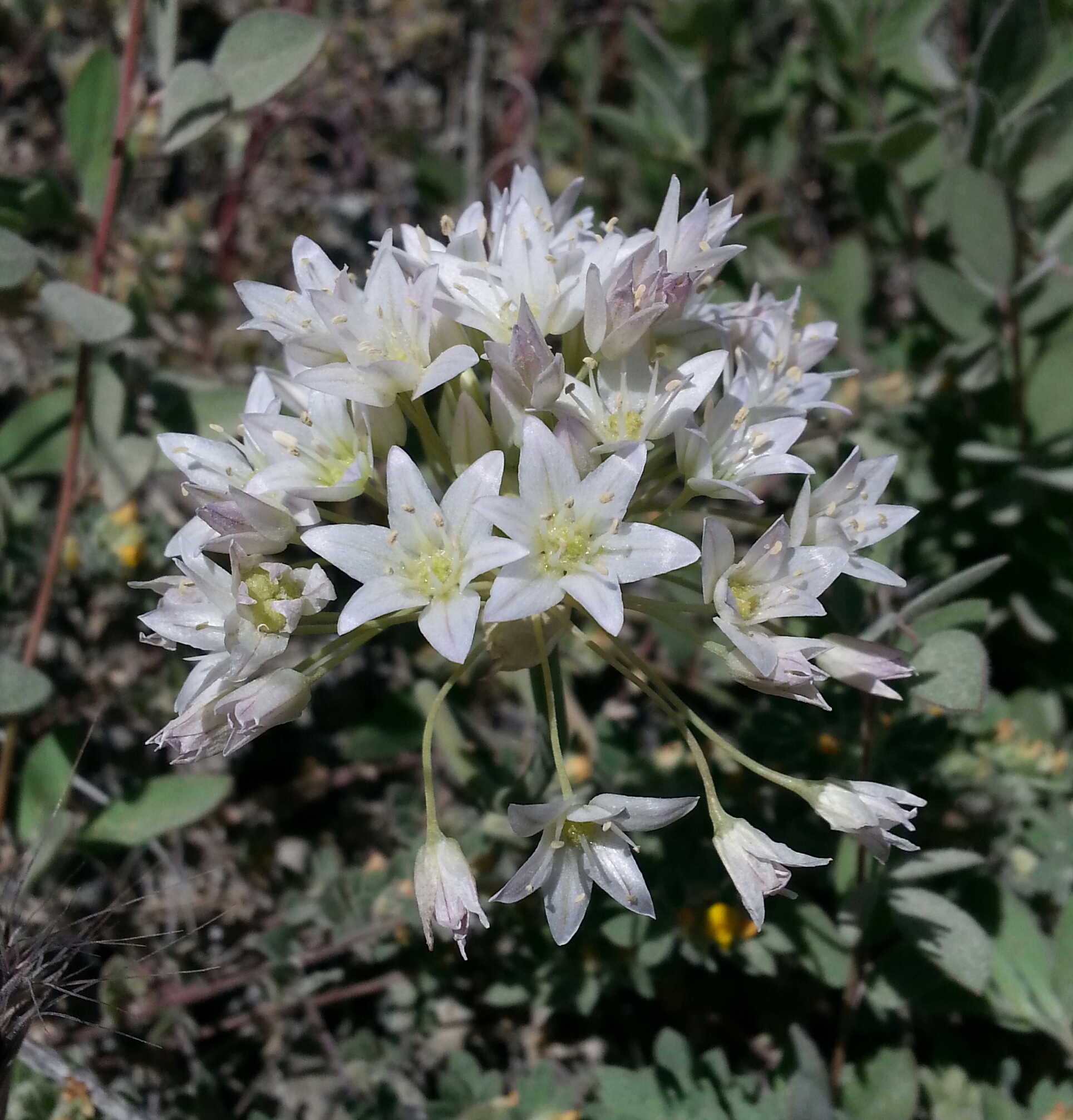 Allium fimbriatum var. purdyi