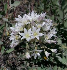 Allium fimbriatum purdyi