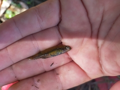 Hypseleotris