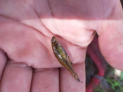 Hypseleotris