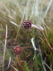 Ranunculus gunnianus