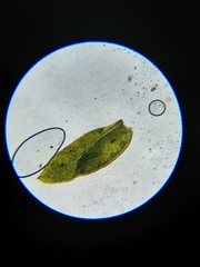 Fissidens crispus