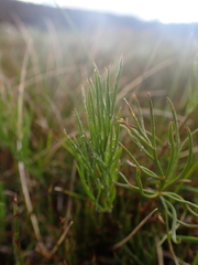 Ranunculus gunnianus
