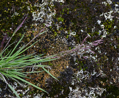 Festuca brachyphylla