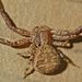 Tan Crab Spider - Photo (c) Steve Kerr, some rights reserved (CC BY), uploaded by Steve Kerr
