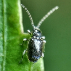 Ptininae