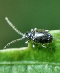 Ptininae