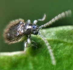 Ptininae