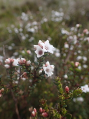 Epacris glacialis
