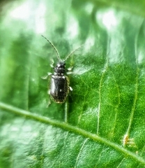 Ptininae
