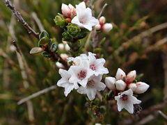 Epacris glacialis