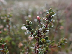 Epacris glacialis