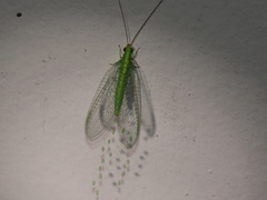 Plesiochrysa ramburi