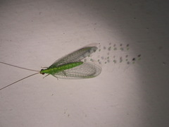 Plesiochrysa ramburi