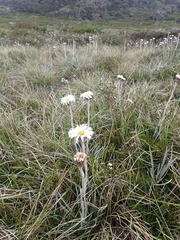 Celmisia pugioniformis