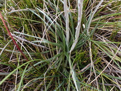 Celmisia pugioniformis