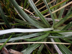 Celmisia pugioniformis