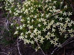 Stackhousia pulvinaris