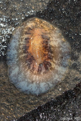 Scutus unguis
