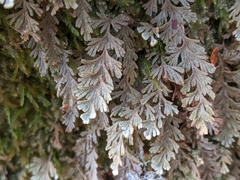 Hymenophyllum applanatum