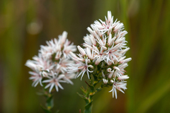 Sprengelia propinqua