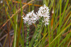 Sprengelia propinqua