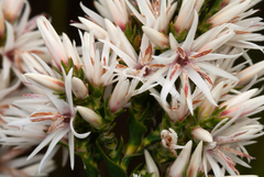 Sprengelia propinqua