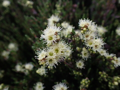 Kunzea muelleri