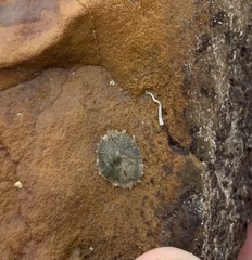 Siphonaria zelandica