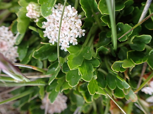 Image of Trachymene humilis by (c) Nina Kerr, some rights reserved (CC BY)