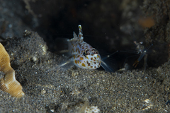 Fusigobius