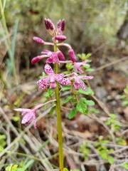 Dipodium campanulatum