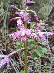 Dipodium campanulatum