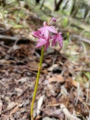 Dipodium campanulatum
