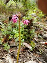 Dipodium campanulatum