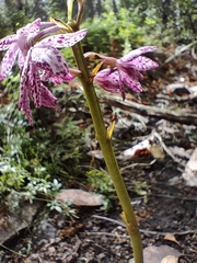 Dipodium campanulatum