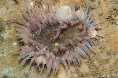 Anthopleura anjunae
