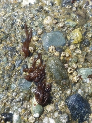 Nemalion elminthoides