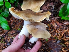 Tricholoma arvernense