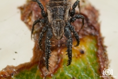 Caeculidae