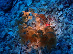 Caulibugula mortenseni