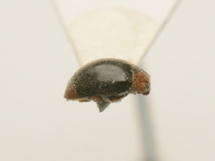 Scymnus ferrugatus