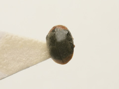 Scymnus ferrugatus
