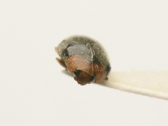 Scymnus ferrugatus